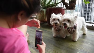 دراسة: الحيوانات الأليفة تهزم البشر على مواقع التواصل