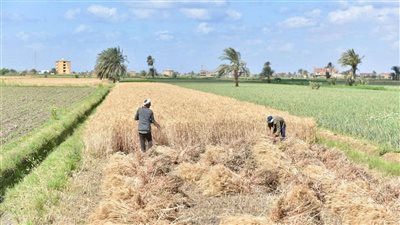 التموين: حوافز للمزارعين لتوريد القمح و360 طنًا تم استلامها حتى الآن