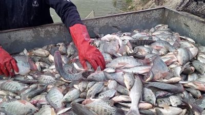 جهاز حماية وتنمية البحيرات يواصل أعمال الصيد في عدد من المواقع الإنتاجية المختلفة