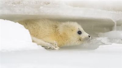 تغير المناخ يدفع فقمة بحر قزوين نحو حافة الانقراض