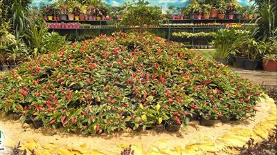 الزراعة: تأجيل افتتاح معرض زهور الربيع بالمتحف الزراعي 