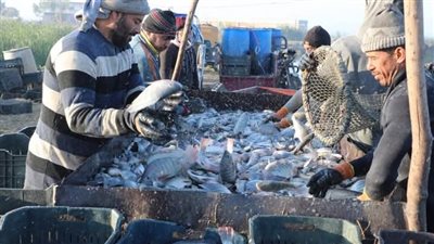 الشرقية: افتتاح موسم صيد الأسماك بمزرعة العباسة بأبو حماد