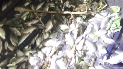 الصيد بالكهرباء يقضي على الثروة السمكية في بحيرة إدكو