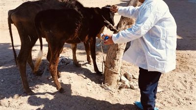 ننشر جهود الطب البيطري على مدار شهر مارس للحفاظ على الثروة الحيوانية