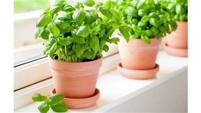 ريحانك الخاص.. أسرار زراعة وتقديم نبات الريحان في منزلك