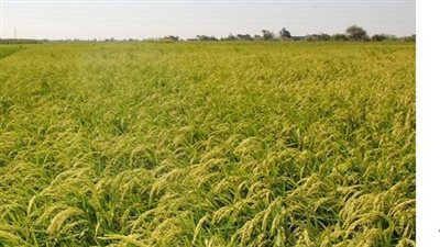 نصائح الخبراء لزراعة الأرز.. أهمية التقاوي المعتمدة والتوقيت المثالي