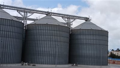 الإسكندرية تتزين لاستقبال موسم القمح 