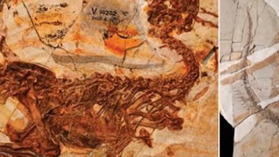  أنواع جديدة من الديناصورات تكشف أسرار الحياة قبل 125 مليون عام