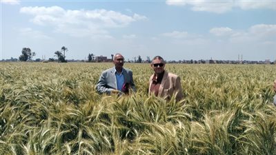 البحوث الزراعية ينظم يوم حقل لأنشطة مشروع استنباط  أصناف قمح عالية الإنتاج