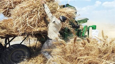 بعد شاب الشرقية.. مصرع مسن بعد سقوطه في حصادة القمح بكفر الشيخ