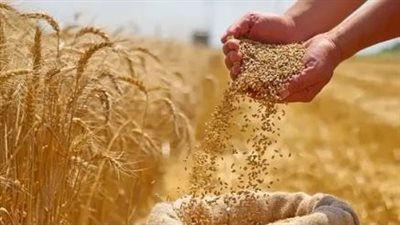 الإسكندرية تطلق موسم حصاد القمح 2025.. استجابة للمزارعين لزيادة الإنتاجية