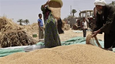 زراعة الفيوم: توريد 705 أطنان قمح من صومعة طامية مع بدء موسم التوريد المبكر