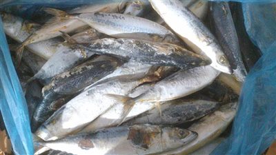 ضبط 567 كيلو سردين وأسماك مجمدة غير صالحة للاستهلاك بالفيوم 