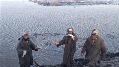 جهاز حماية وتنمية البحيرات يواصل أعمال الصيد في مزرعة برسيق السمكية