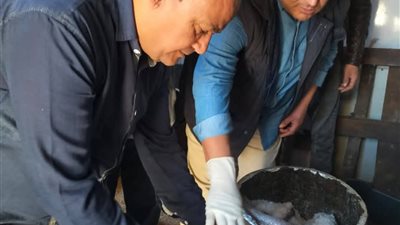 ضبط 5 محلات لبيع فسيخ غير صالح للاستهلاك بإدكو في البحيرة