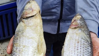 أهالى دمياط: تحضير الفسيخ والرنجة بالمنازل للحفاظ على تقاليد الاحتفال بشم النسيم 