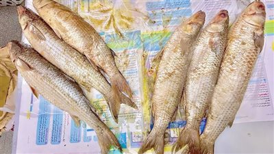 الفسيخ و الرنجة.. لمن استطاع!! 