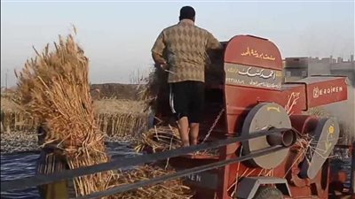 كان طالع على أكل عيشه.. مصرع عامل داخل ماكينة حصاد القمح