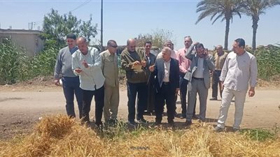 زراعة البحيرة: تنفيذ يوم حصاد لمحصول القمح بمركز ايتاى البارود