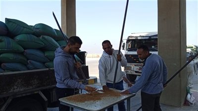 شون وصوامع المنيا تستقبل 16630 طن قمح 