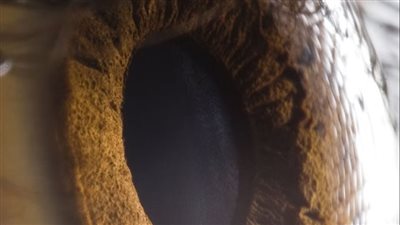 اكتشاف لون جديد لم يره سوى 5 أشخاص حول العالم