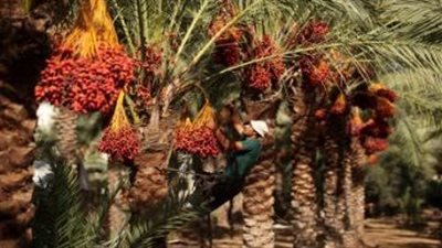 توصيات فنية لمزارعي 