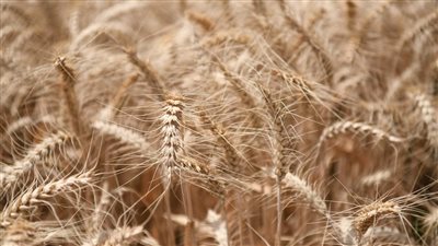  صوامع قنا تبدأ باستلام محصول القمح.. و18 أردبًا إنتاجية الفدان المُتوقعة 