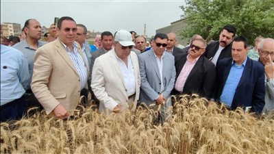 البحوث الزراعية يعلن انطلاق موسم حصاد القمح بالدقهلية