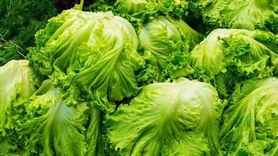 دراسة تكشف علاقة: بكتيريا السلطة بسرطان القولون 