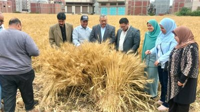 دمياط تواصل جهودها لتوريد القمح ودعم الإنتاج الزراعي