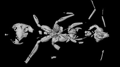 اكتشاف أقدم حفرية 