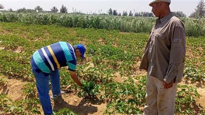 زراعة الإسماعيلية تتابع محصول القطن وتواصل أنشطتها بمجال النباتات الطبية والتنمية الريفية