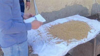 توريد 55 ألف طن قمح لصوامع وشون الشرقية 