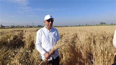 محافظ المنيا يشارك الفلاحين فرحة حصاد القمح