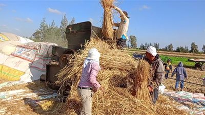 دراس القمح بالبحيرة.. رحلة الحبة من السنابل إلى حبوب صالحة للطحن والاستهلاك