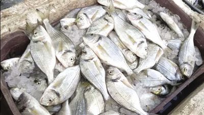 انخفاض أسعار الأسماك في شمال سيناء 