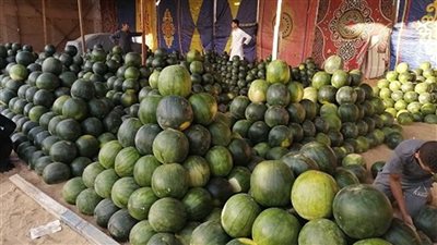 تريثوا في شراء البطيخ.. «أبوصدام» ينصح بتأجيل الشراء حتى يكتمل النضج
