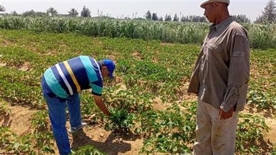 مديرية الزراعة بالبحيرة تبدأ حملات مكثفة لمكافحة الآفات استعدادًا لموسم المحاصيل الصيفية