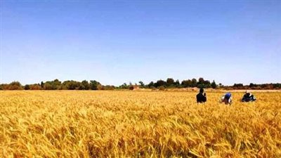 صوامع الإسكندرية على قدم وساق لاستقبال سنابل الخير 