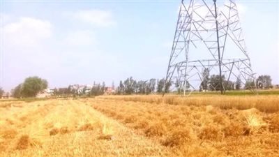 الشرقية ترفع شعار «كل حبة قمح لها مكانها».. تيسيرات للمزارعين لسرعة توريد المحصول 