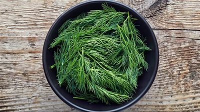 مفيد لعضلات الأمعاء.. كيف يؤثر الشبت على الجسم؟