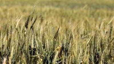 توسط إنتاجية فدان القمح في الحقول الإرشادية بالشرقية يتراوح بين 23 و27 إردبا