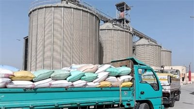 انتظام توريد القمح وتخزينه بصوامع وشون الشرقية بإجمالي 109 ألف طن