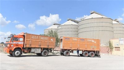 توريد 74672 طنا من محصول القمح للشون والصوامع بالفيوم