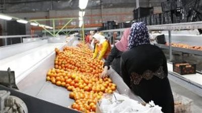 مصر تتصدر عالميًا تصدير الموالح رغم التحديات الدولية