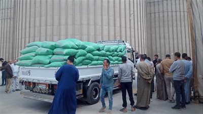 توريد 82823 طن قمح للشون والصوامع بالفيوم