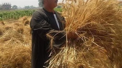 نقيب الفلاحين: توريد 4 ملايين طن من الأقماح هذا الموسم