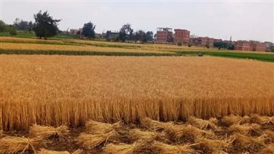 محافظ الشرقية.. توريد القمح يسير بانتظام وسط متابعة دقيقة للمواقع التخزينية