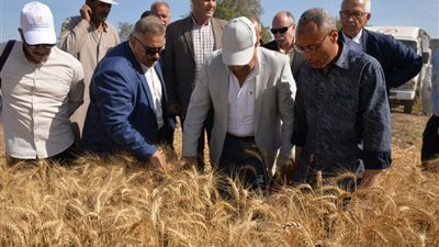 محافظ الدقهلية يلتقي المزارعين وسط حقول القمح 