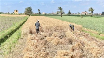 توريد محصول القمح يتخطى حاجز 100 ألف طن بالفيوم 